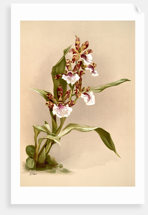 Zygopetalum crinitum by F. Sander