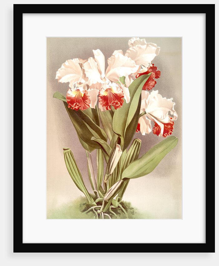 Cattleya Mendelli, Duke of Marlborough by F. Sander