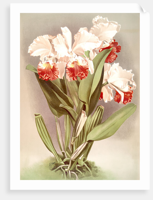 Cattleya Mendelli, Duke of Marlborough by F. Sander