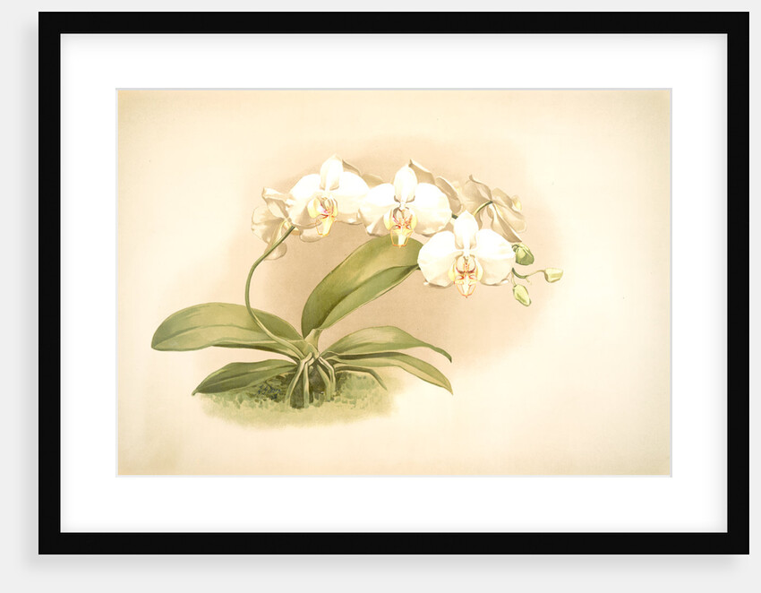 Phalaenopsis grandiflora aurea by F. Sander