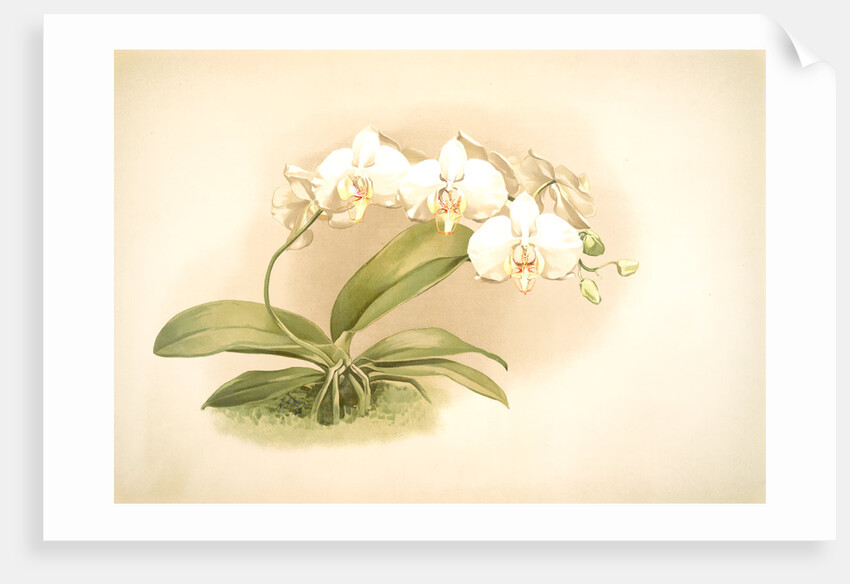 Phalaenopsis grandiflora aurea by F. Sander