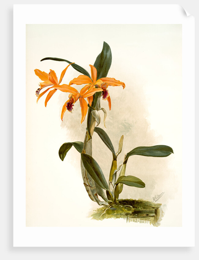 Laelio-cattleya (hybrida) phoebe by F. Sander