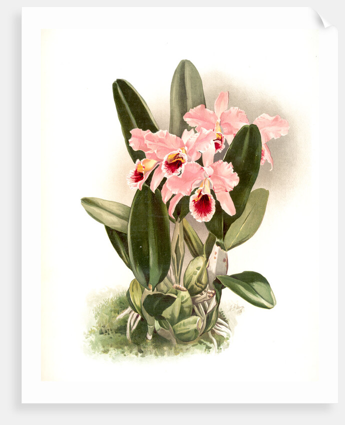 Cattleya Percivaliana by F. Sander