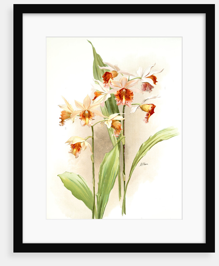 Phaius hybridus amabilis; phaius hybridus marthiae by F. Sander