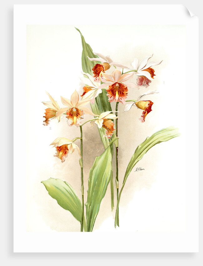 Phaius hybridus amabilis; phaius hybridus marthiae by F. Sander