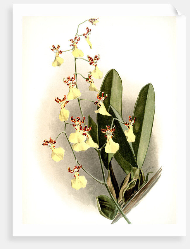 Oncidium splendidum by F. Sander