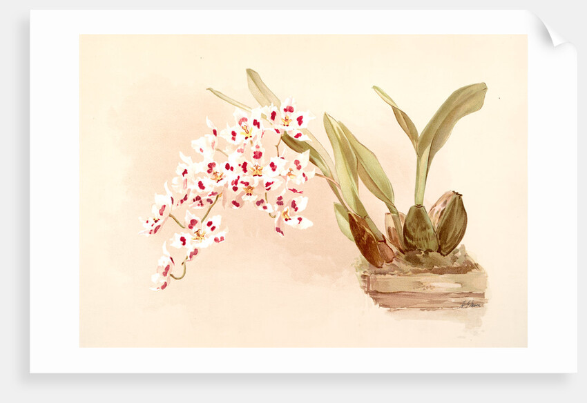 Odontoglossum pescatorei by F. Sander