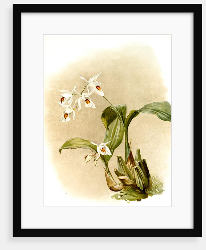 Coelogyne sanderae by F. Sander