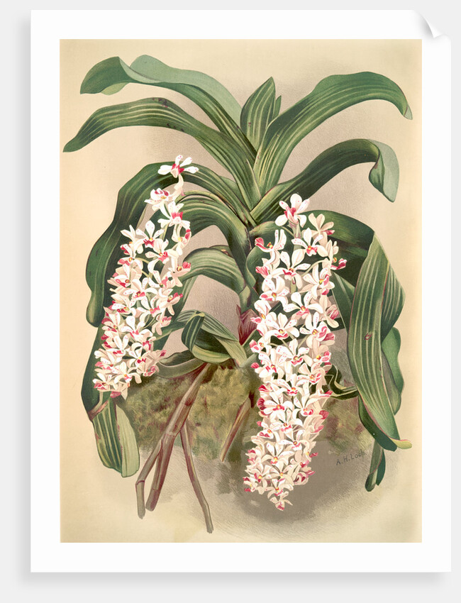 Saccolabium giganteum by F. Sander