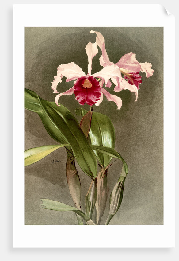 Cattleya (hybrida) arnoldiana by F. Sander