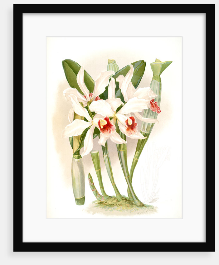 Laelia euspatha by F. Sander