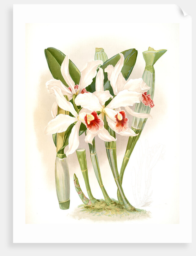 Laelia euspatha by F. Sander