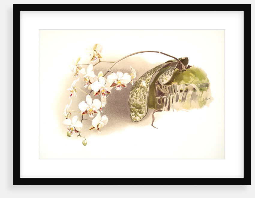 Phalaenopsis stuartiana by F. Sander