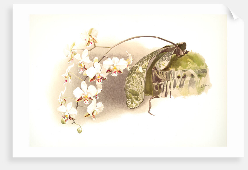 Phalaenopsis stuartiana by F. Sander