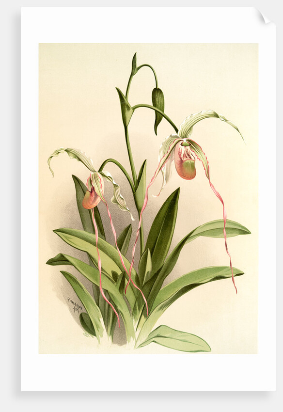 Selenipedium hybridum grande by F. Sander