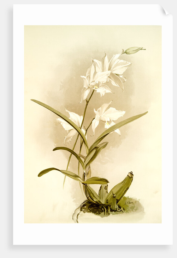 Laelia autumnalis alba by F. Sander