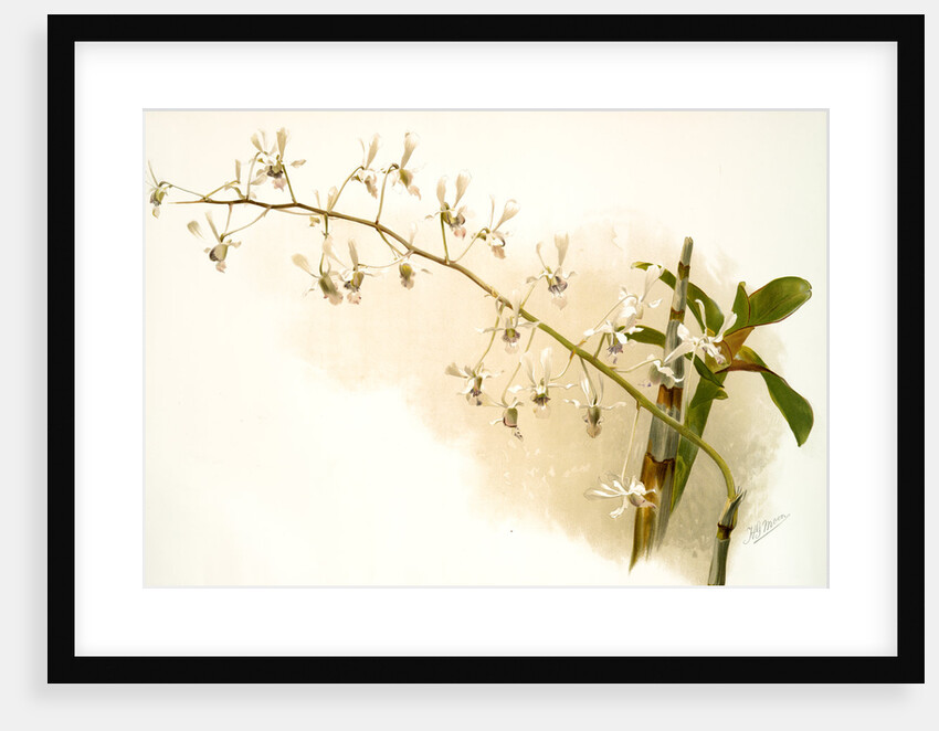 Dendrobium imperatrix by F. Sander