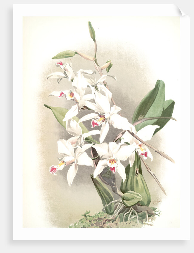 Laelia anceps sanderiana by F. Sander