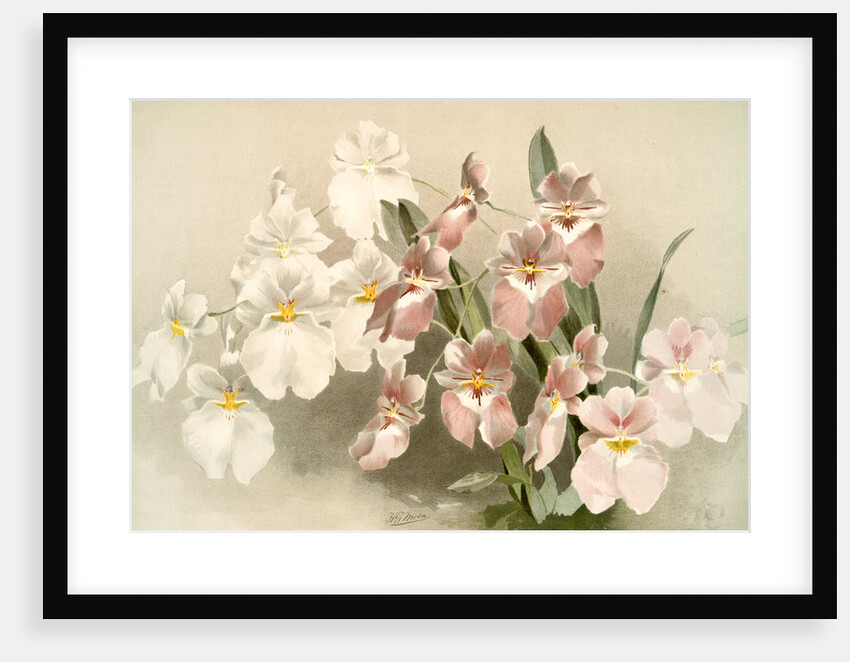 Odontoglossum vexillarium by F. Sander