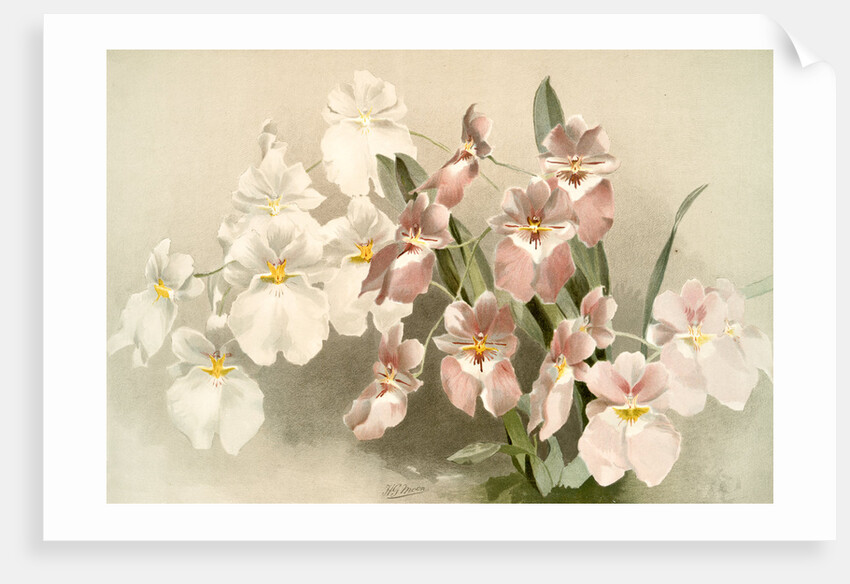 Odontoglossum vexillarium by F. Sander