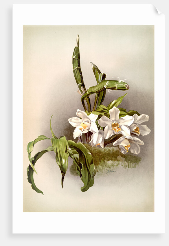 Chysis bractescens by F. Sander