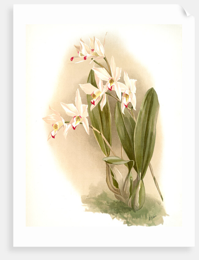 Laelia anceps Percivaliana by F. Sander