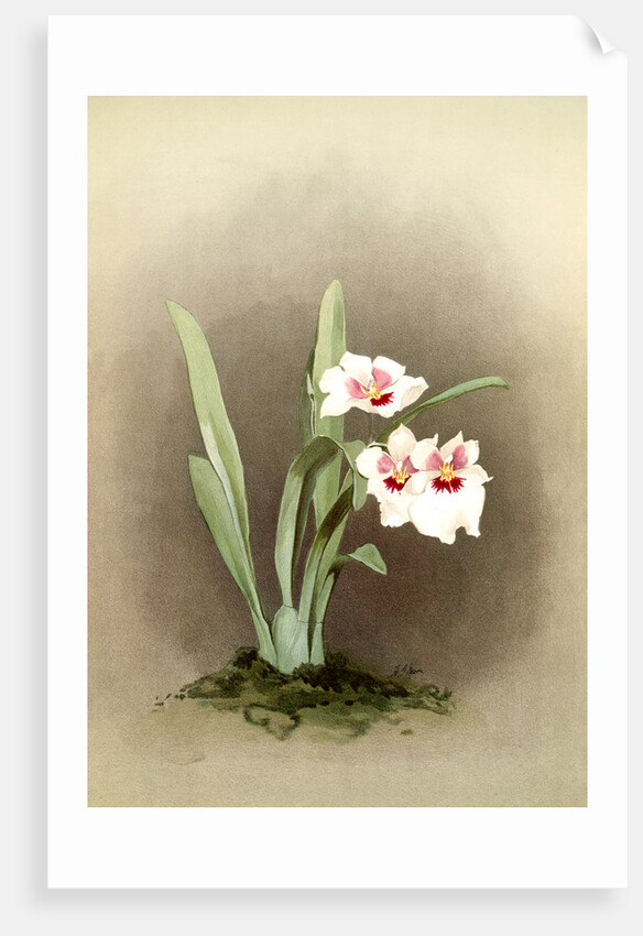 Miltonia (hybrida) bleuana by F. Sander