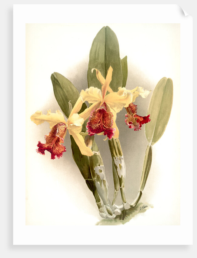 Cattleya dowiana var chrysotoxa by F. Sander