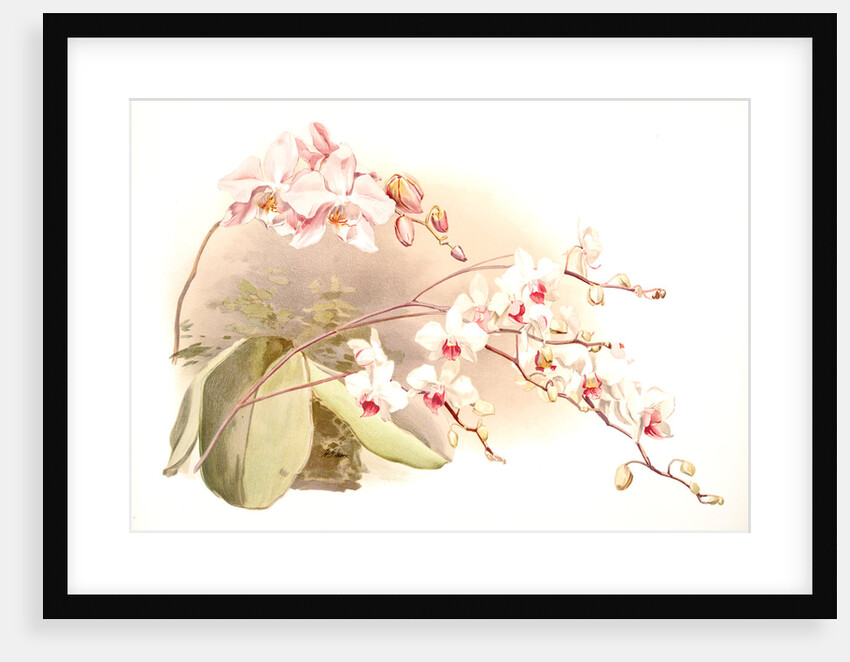 Phalaenopsis sanderiana; Phalaenopsis intermedia portei by F. Sander