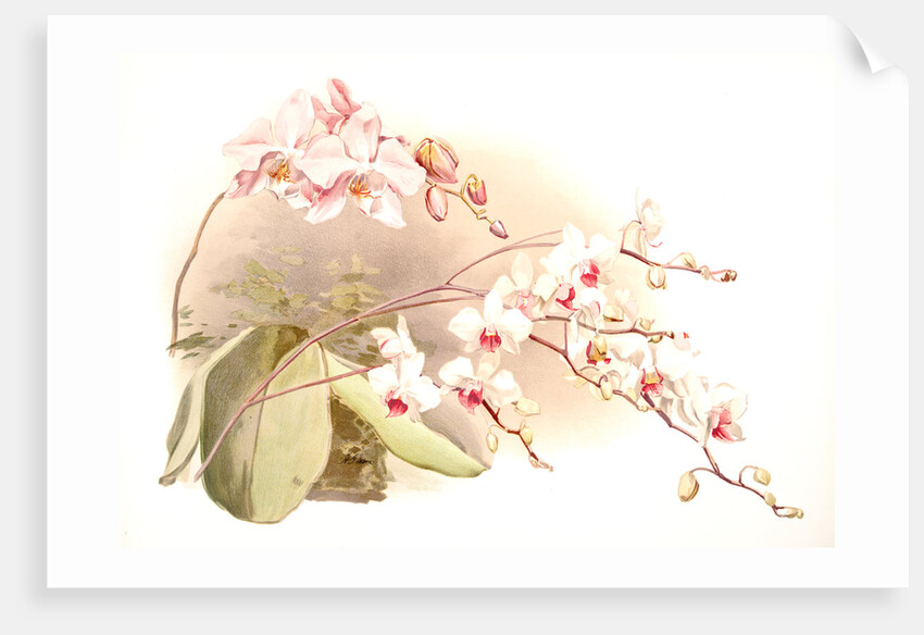 Phalaenopsis sanderiana; Phalaenopsis intermedia portei by F. Sander