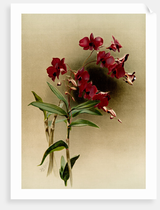 Dendrobium phalaenopsis var statterianum by F. Sander