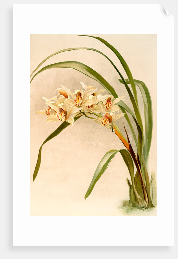 Cymbidium (hybridum) winnianum by F. Sander