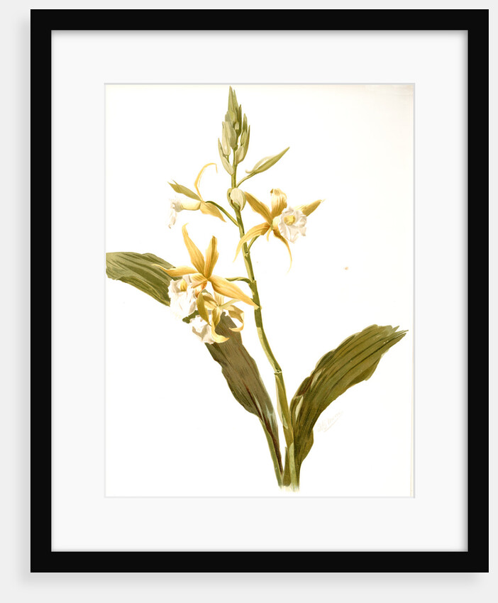 Phaius blumei var assamicus by F. Sander