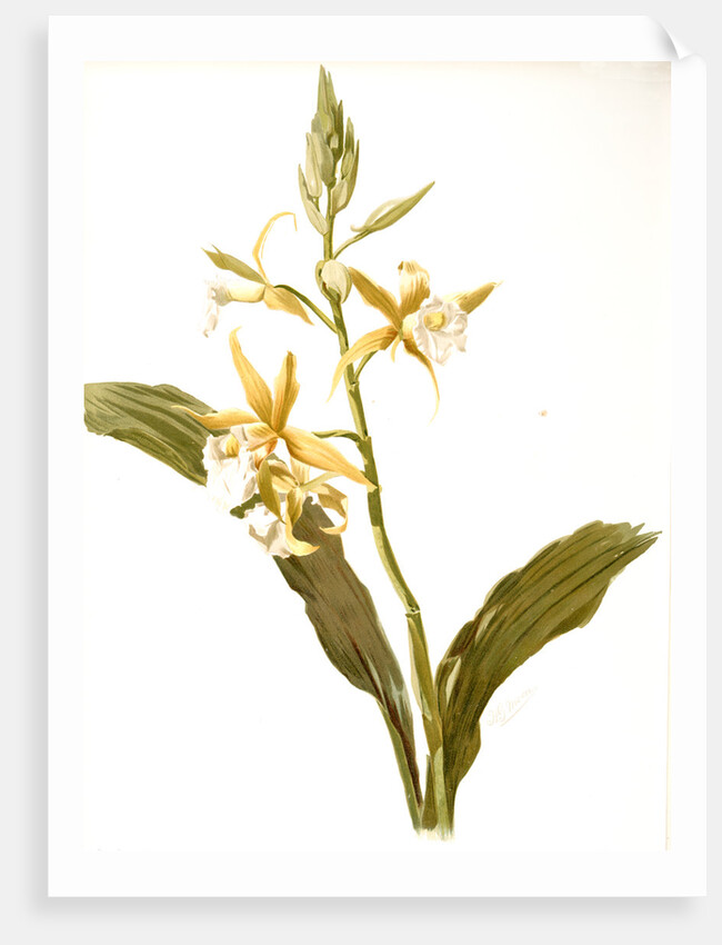 Phaius blumei var assamicus by F. Sander