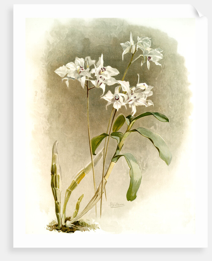 Dendrobium Johnsoniae by F. Sander