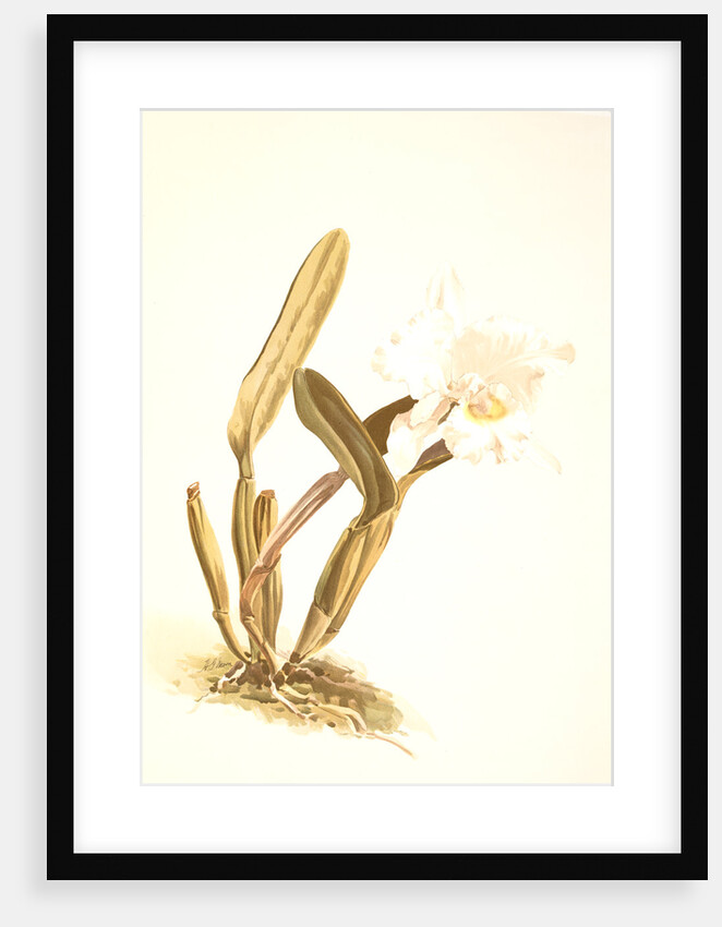 Cattleya lueddemanniana alba by F. Sander