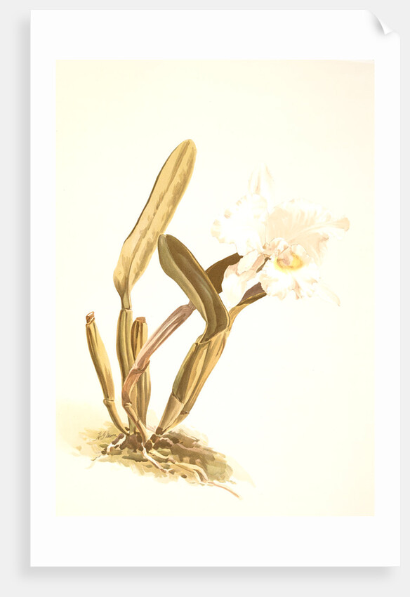 Cattleya lueddemanniana alba by F. Sander