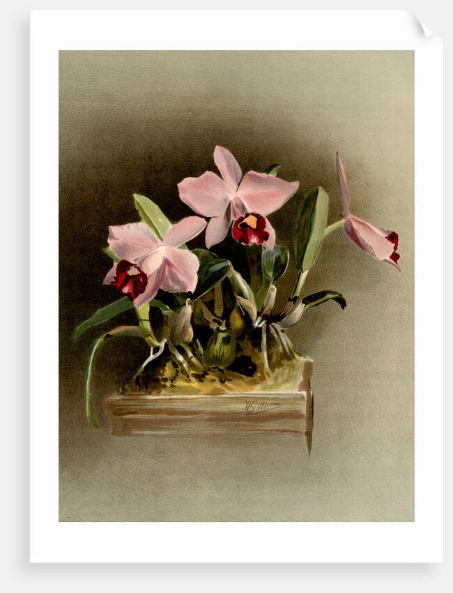 Laelia praestans by F. Sander