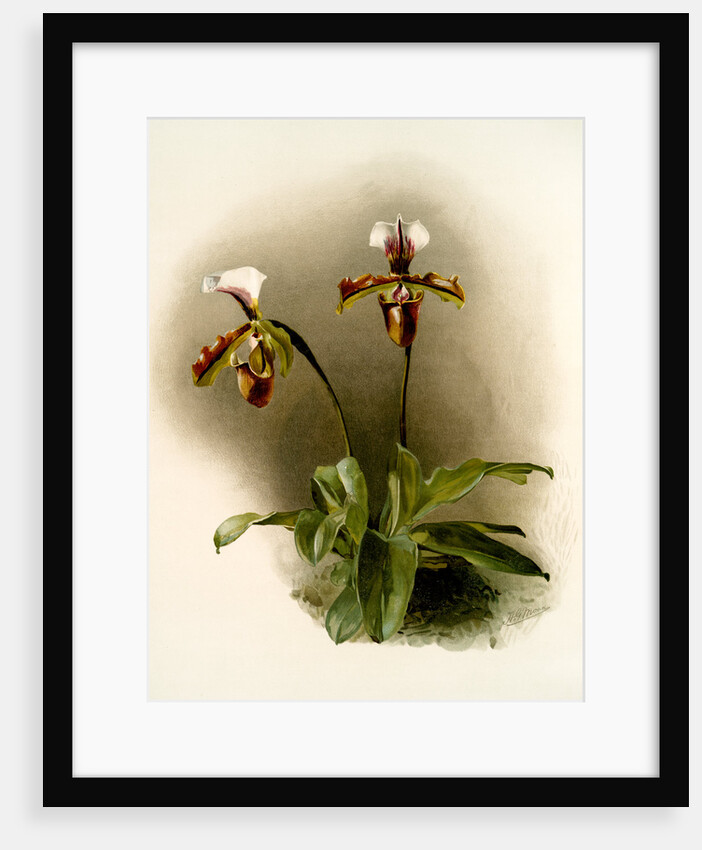 Cypripedium lathamianum inversum by F. Sander