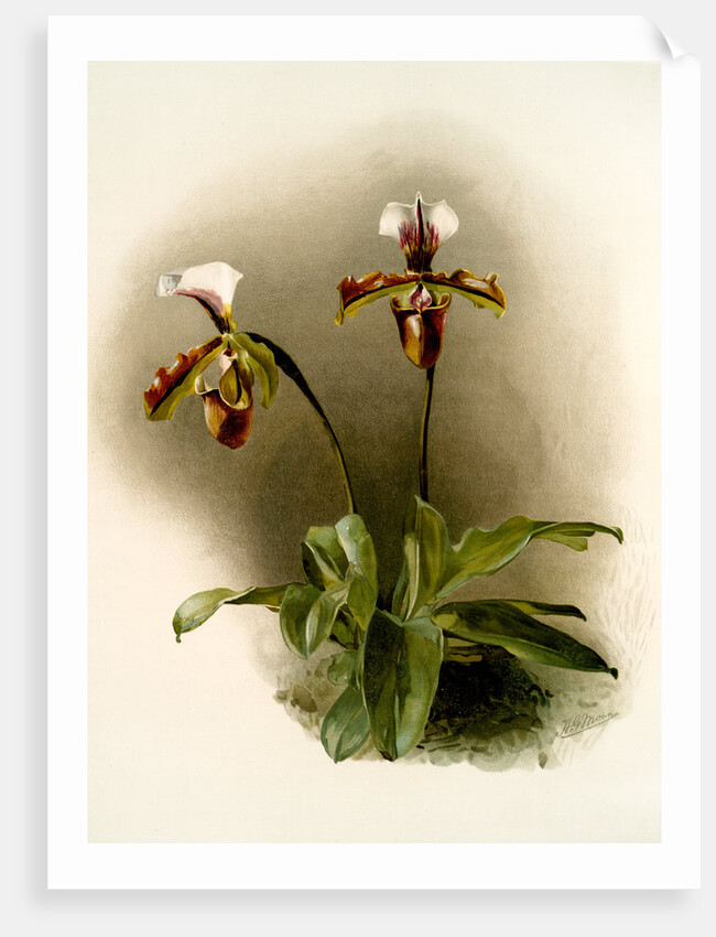 Cypripedium lathamianum inversum by F. Sander