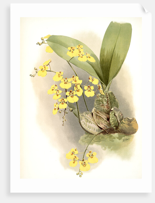 Oncidium ampliatum majus by F. Sander
