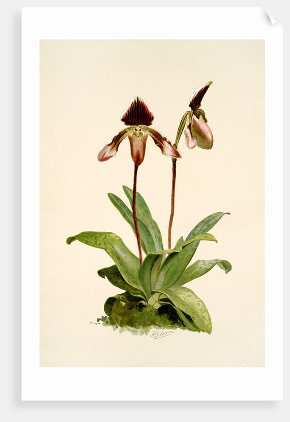 Cypripedium (hybridum) castleanum by F. Sander