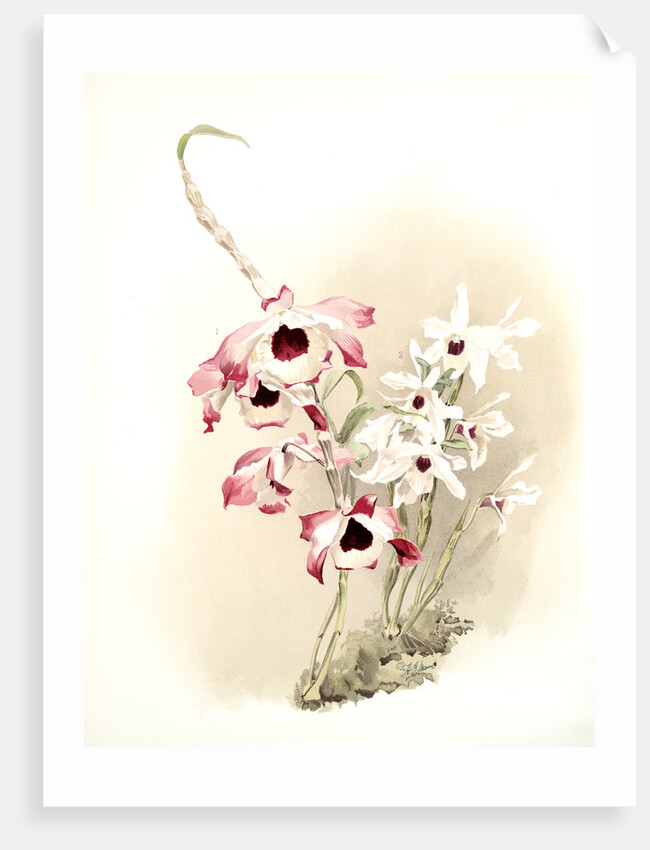 Dendrobium (hybridum) venus; Dendrobium (hybridum) cassiope by F. Sander