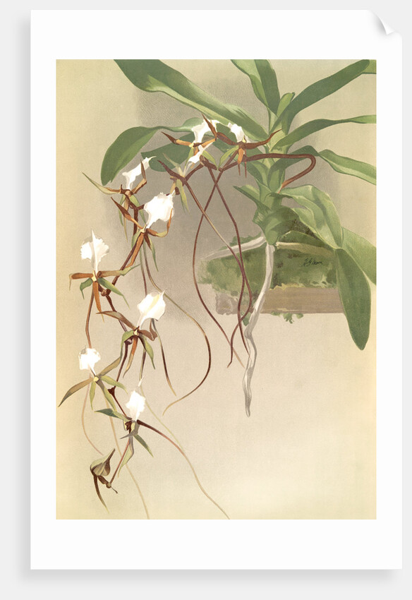 Angraecum caudatum by F. Sander