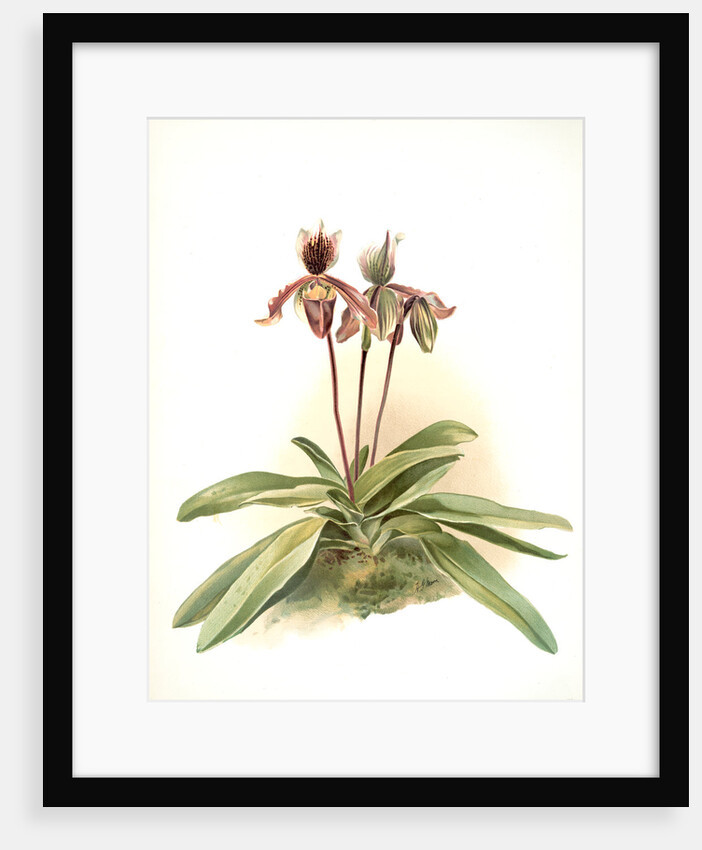 Cypripedium oenanthum superbum by F. Sander