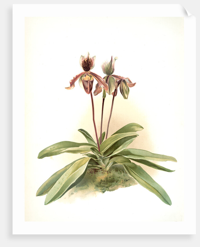 Cypripedium oenanthum superbum by F. Sander