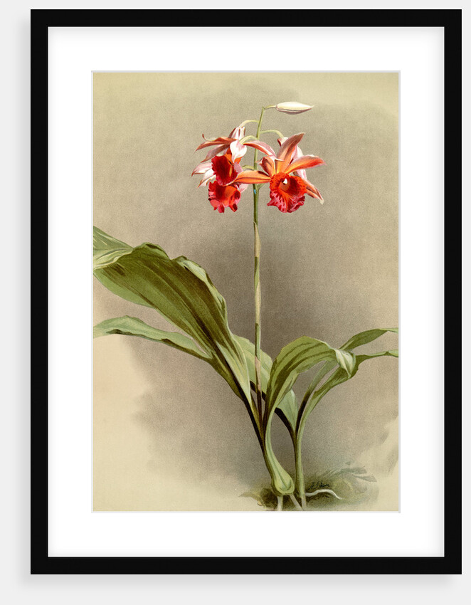 Phaius hybridus cooksonii by F. Sander