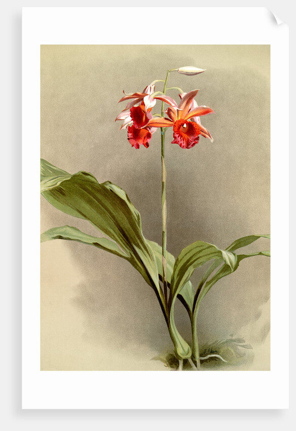 Phaius hybridus cooksonii by F. Sander
