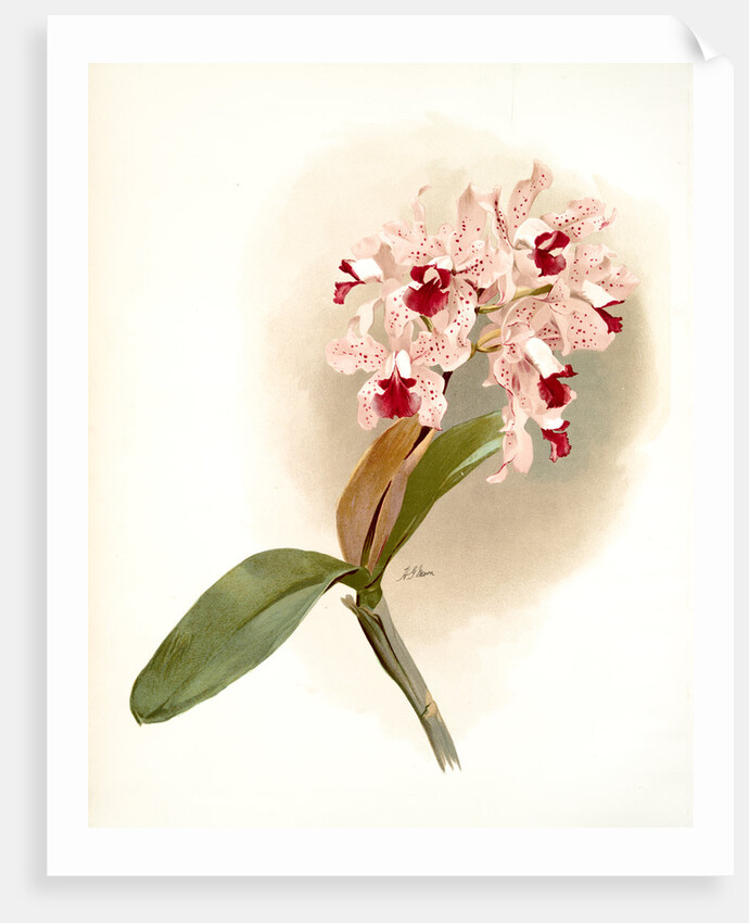 Cattleya amethystoglossa by F. Sander