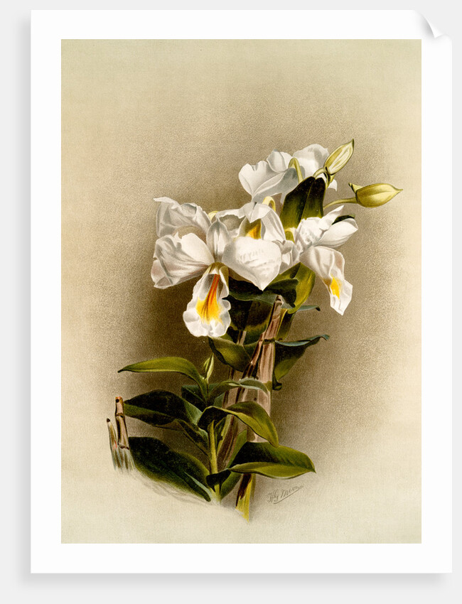 Dendrobium formosum by F. Sander